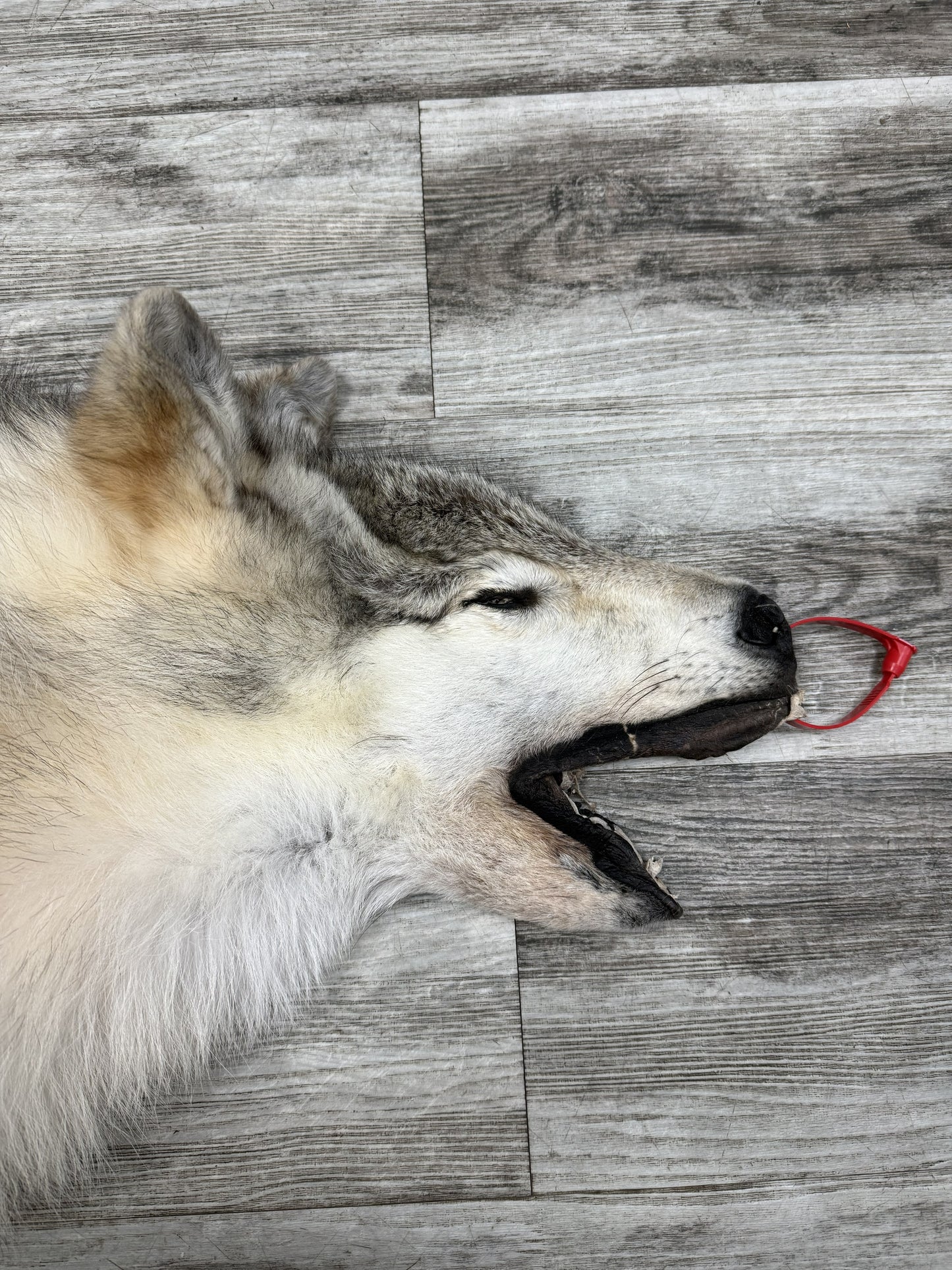 Peau - Loup Arctique #0001434