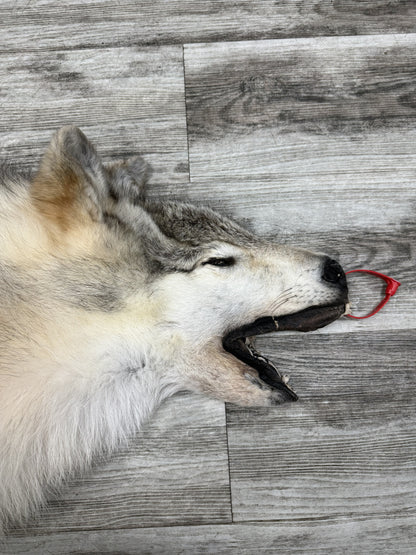 Peau - Loup Arctique #0001434