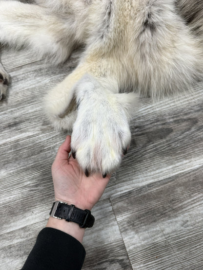 Peau - Loup Arctique #0001434