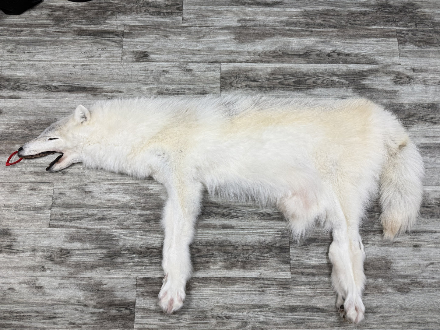 Peau - Loup Arctique #0001460