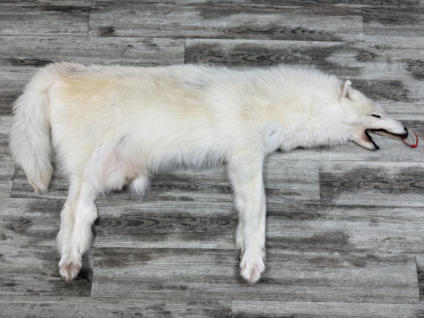 Peau - Loup Arctique #0001460