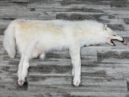 Peau - Loup Arctique #0001460