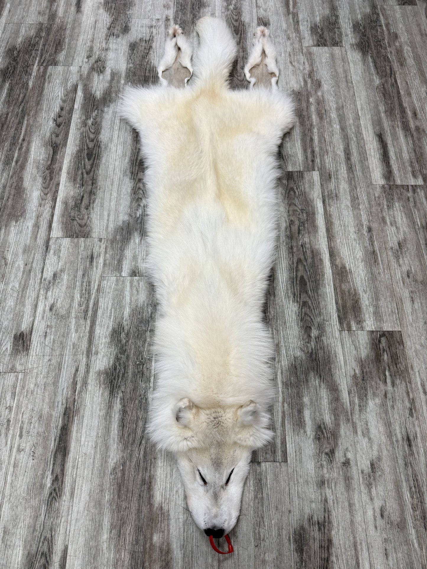 Peau - Loup Arctique #0001460
