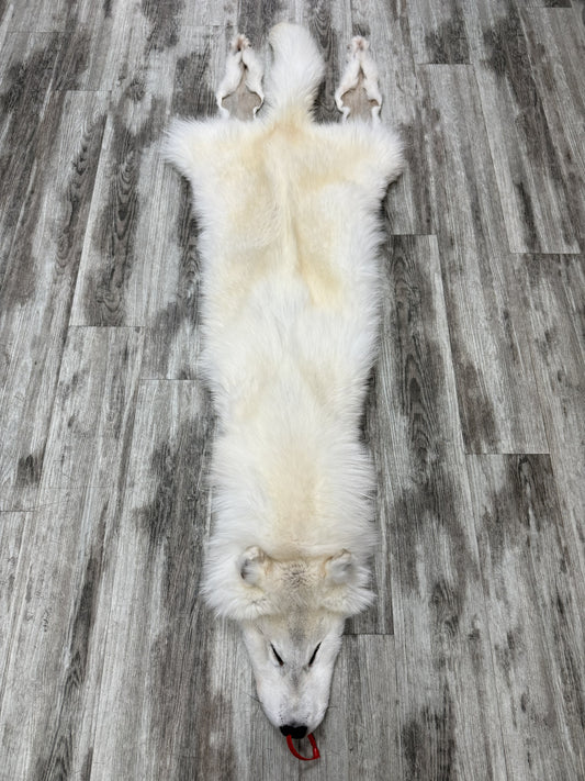 Peau - Loup Arctique #0001460