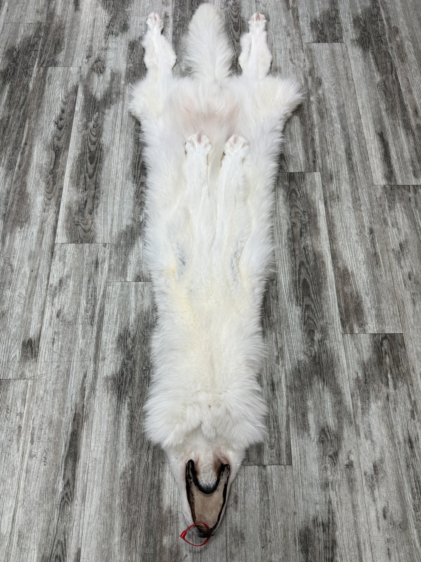 Peau - Loup Arctique #0001460