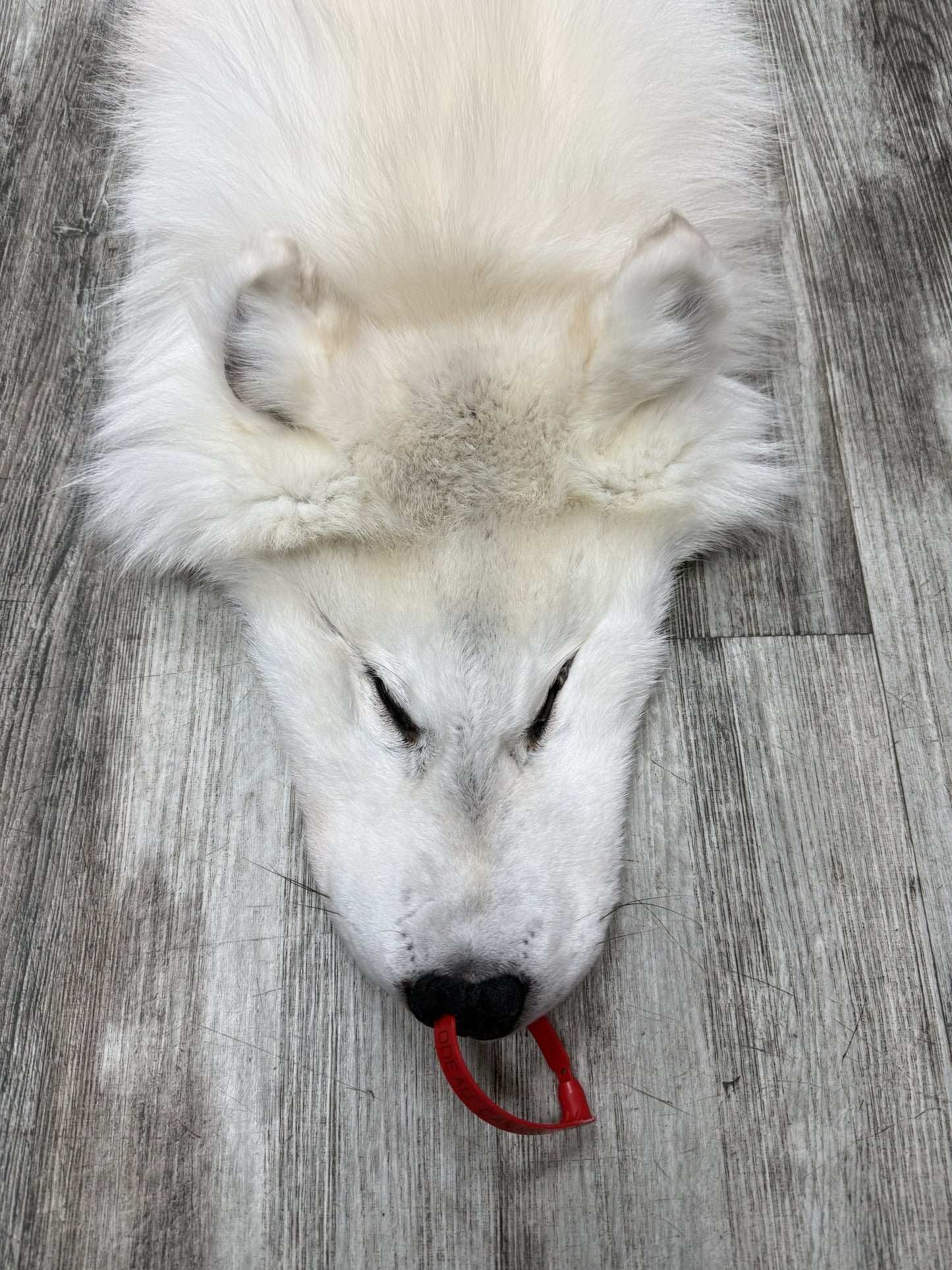 Peau - Loup Arctique #0001460