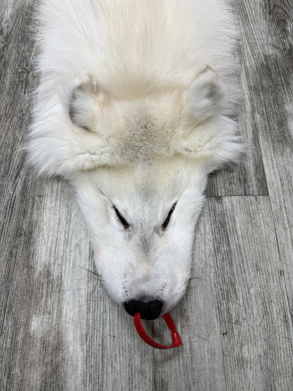 Peau - Loup Arctique #0001460