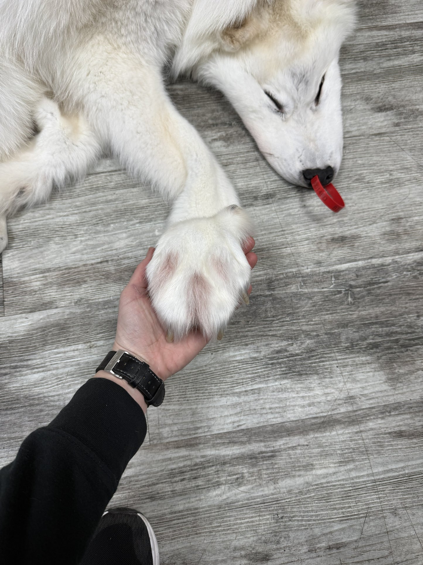 Peau - Loup Arctique #0001460