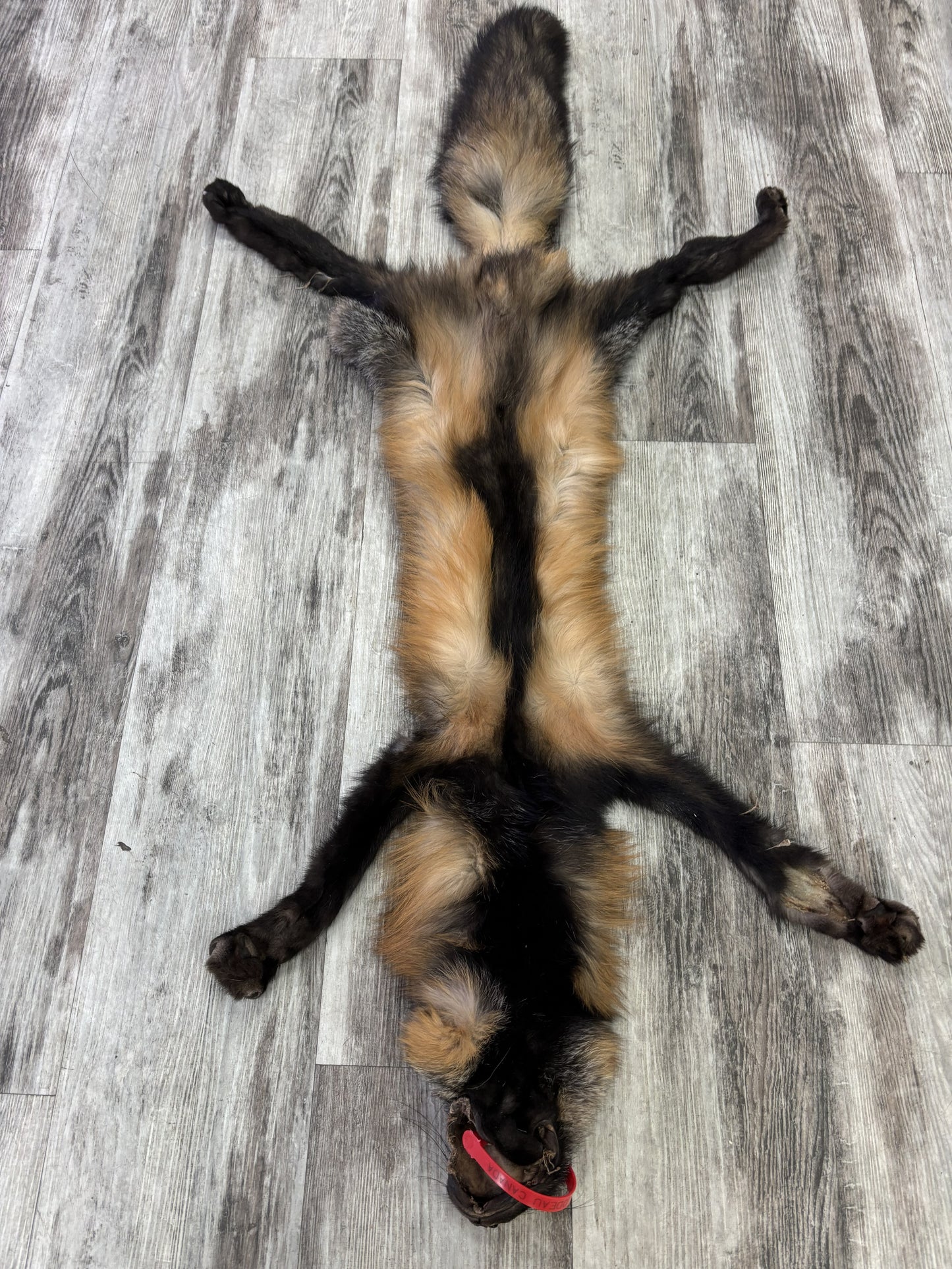 Peau - Renard Croisé #0001465