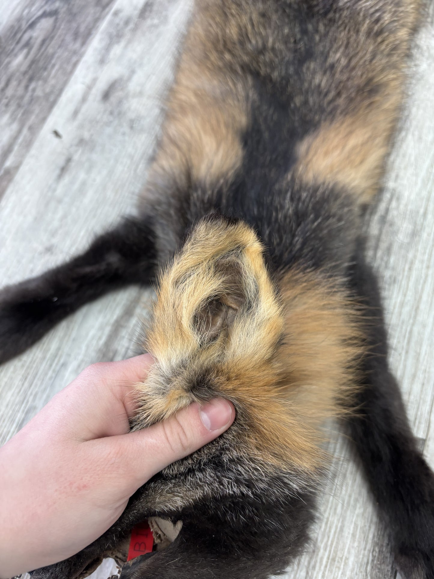 Peau - Renard Croisé #0001467