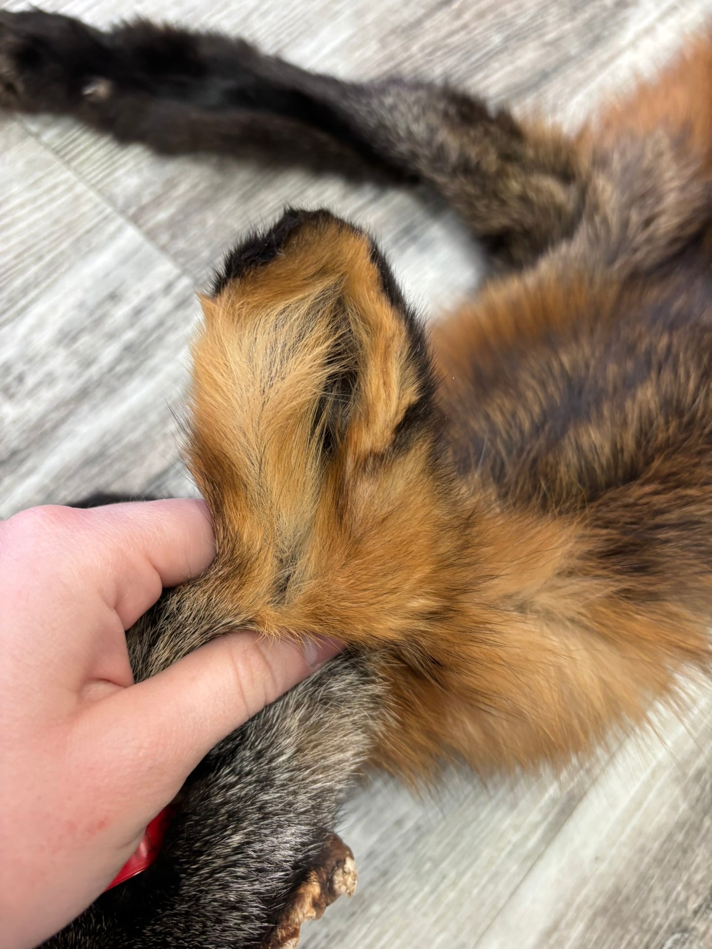 Peau - Renard Croisé #0001468