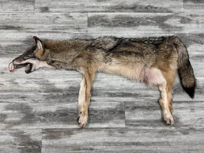 Peau - Coyote #0001477