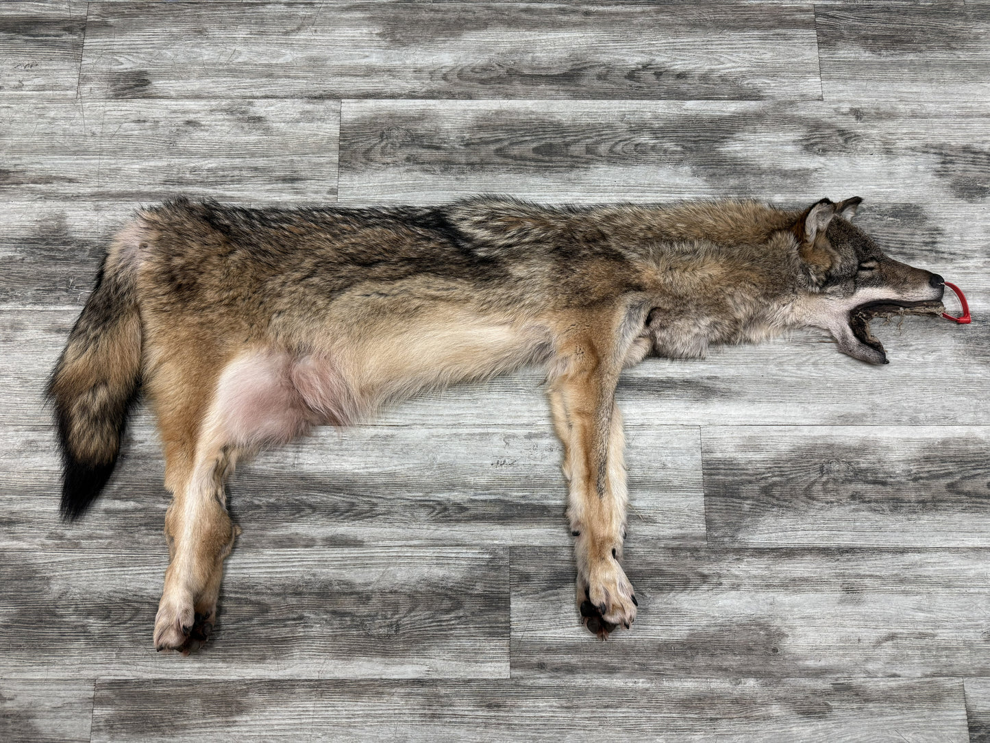 Peau - Coyote #0001477