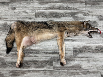 Peau - Coyote #0001477
