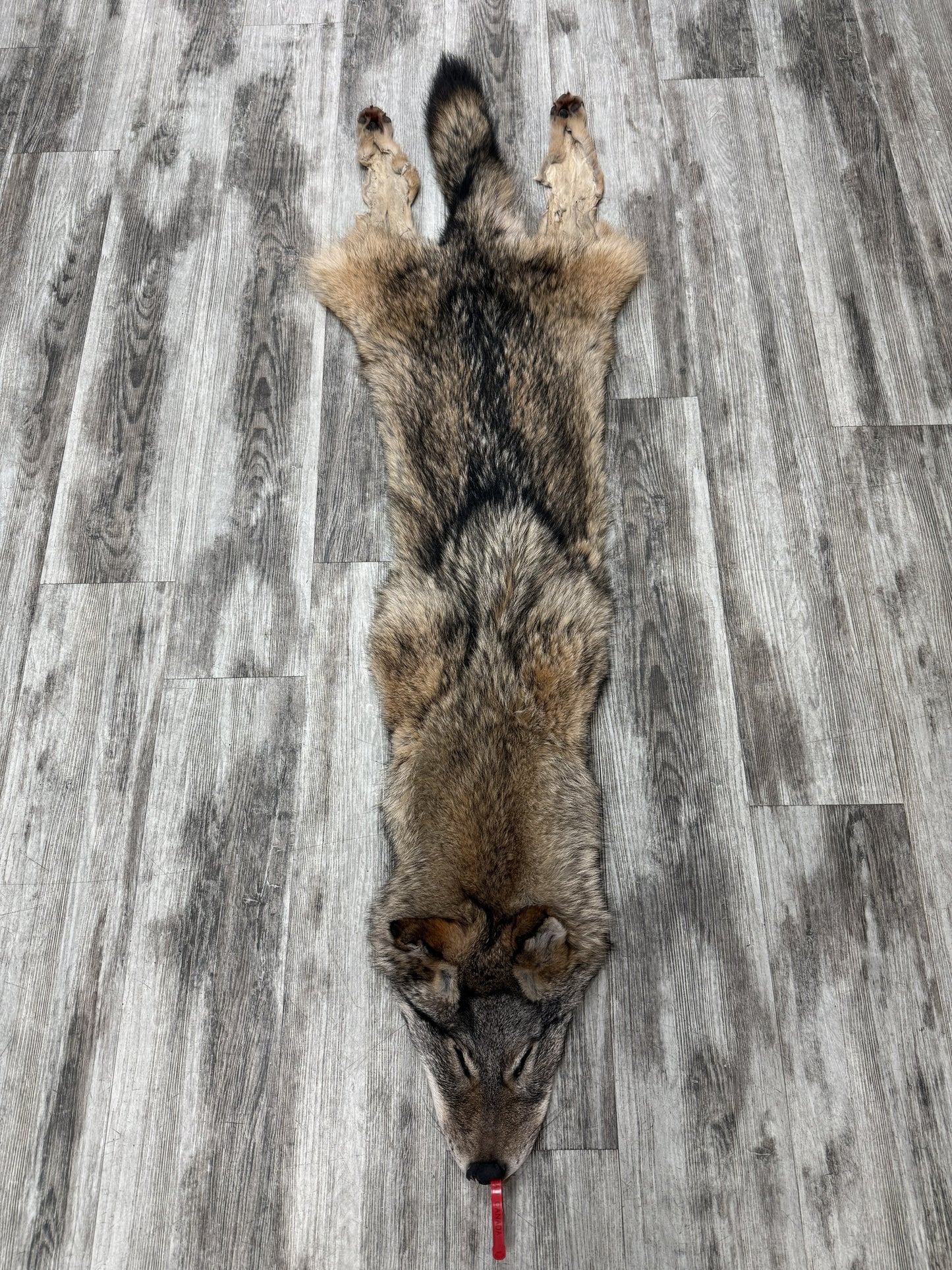 Peau - Coyote #0001477