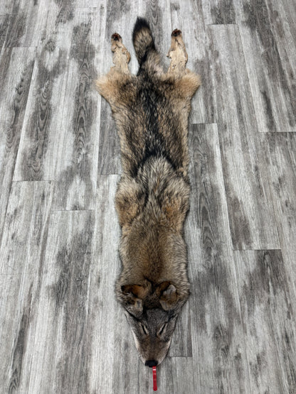 Peau - Coyote #0001477