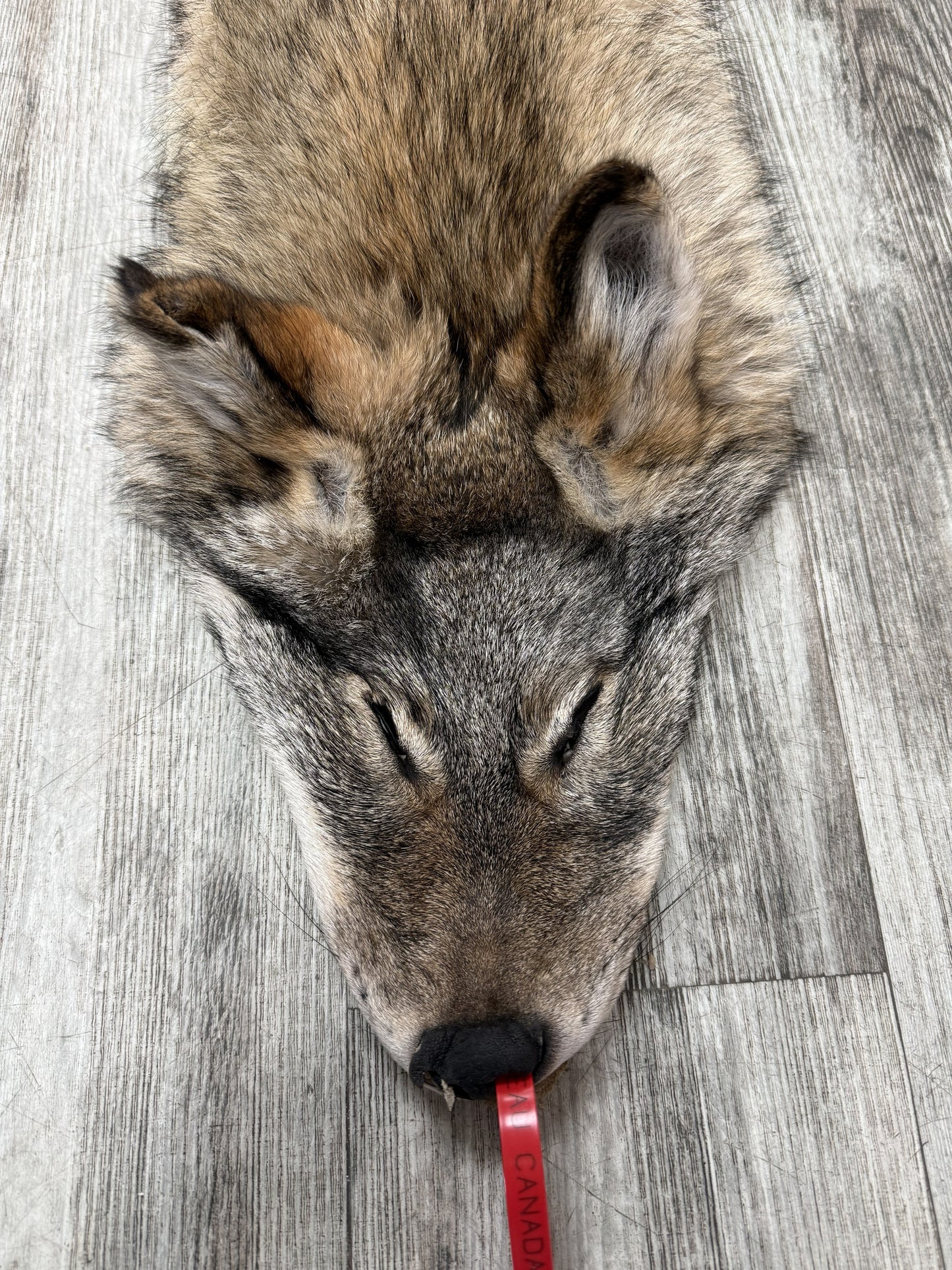 Peau - Coyote #0001477