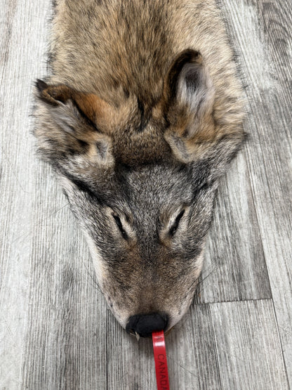 Peau - Coyote #0001477