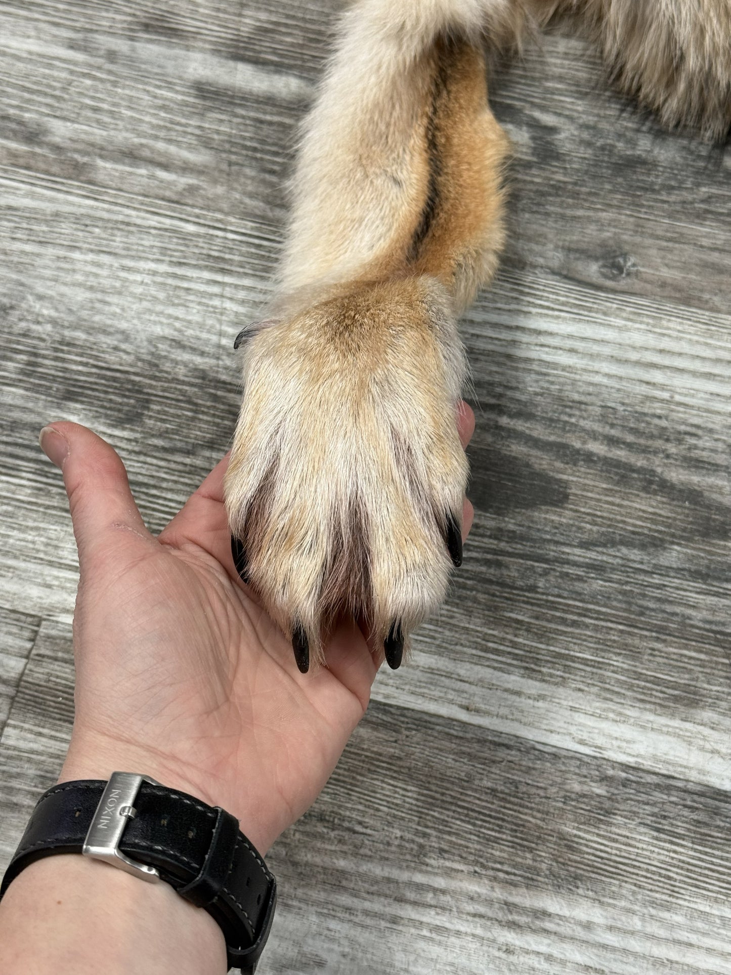 Peau - Coyote #0001477