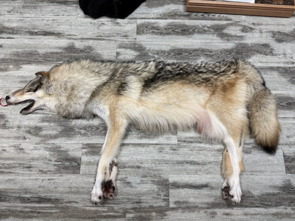 Peau - Loup Arctique #0001488