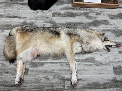 Peau - Loup Arctique #0001488