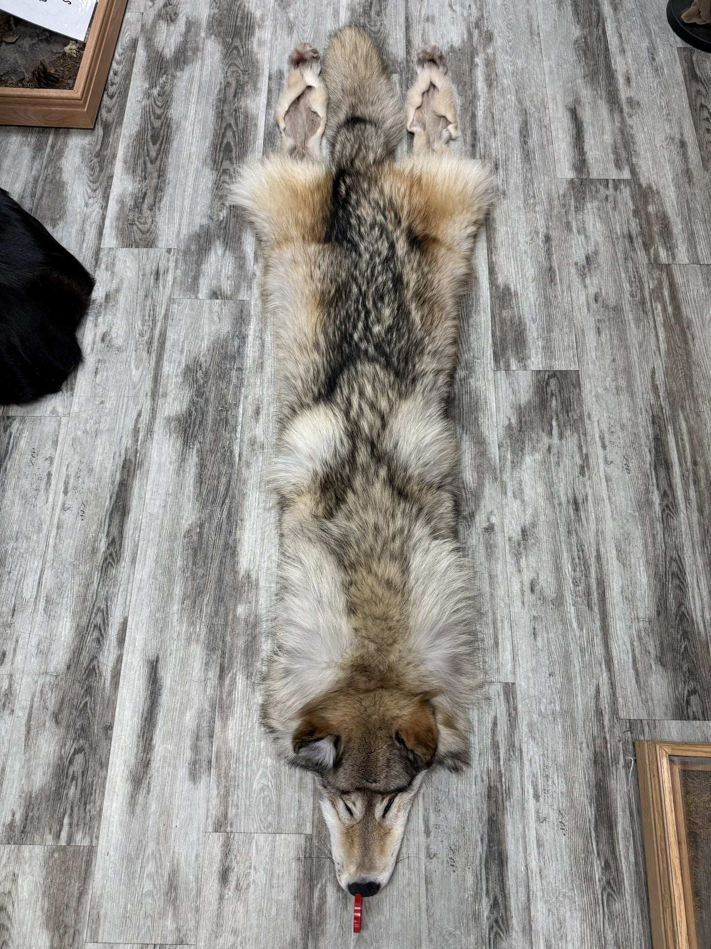 Peau - Loup Arctique #0001488