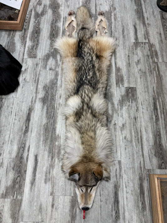 Peau - Loup Arctique #0001488