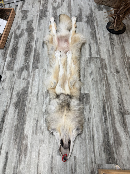 Peau - Loup Arctique #0001488