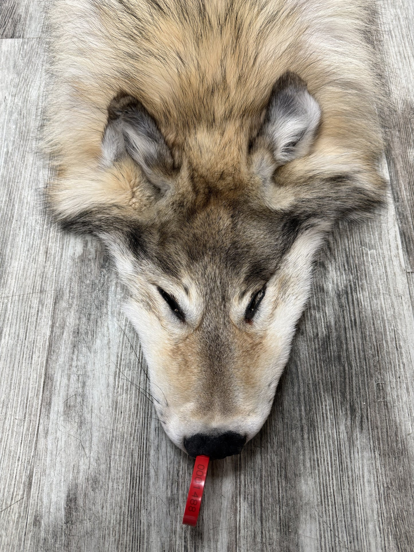 Peau - Loup Arctique #0001488