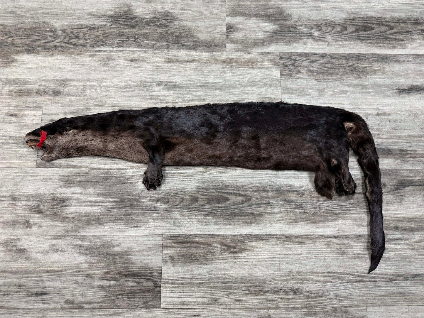 Peau - Loutre #0001527