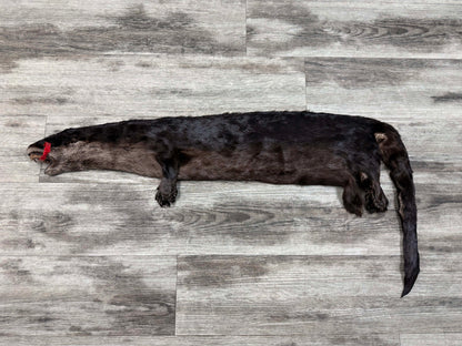 Peau - Loutre #0001527