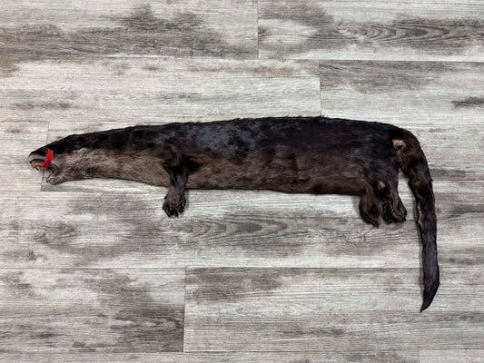 Peau - Loutre #0001527