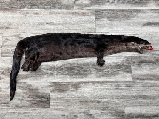 Peau - Loutre #0001527