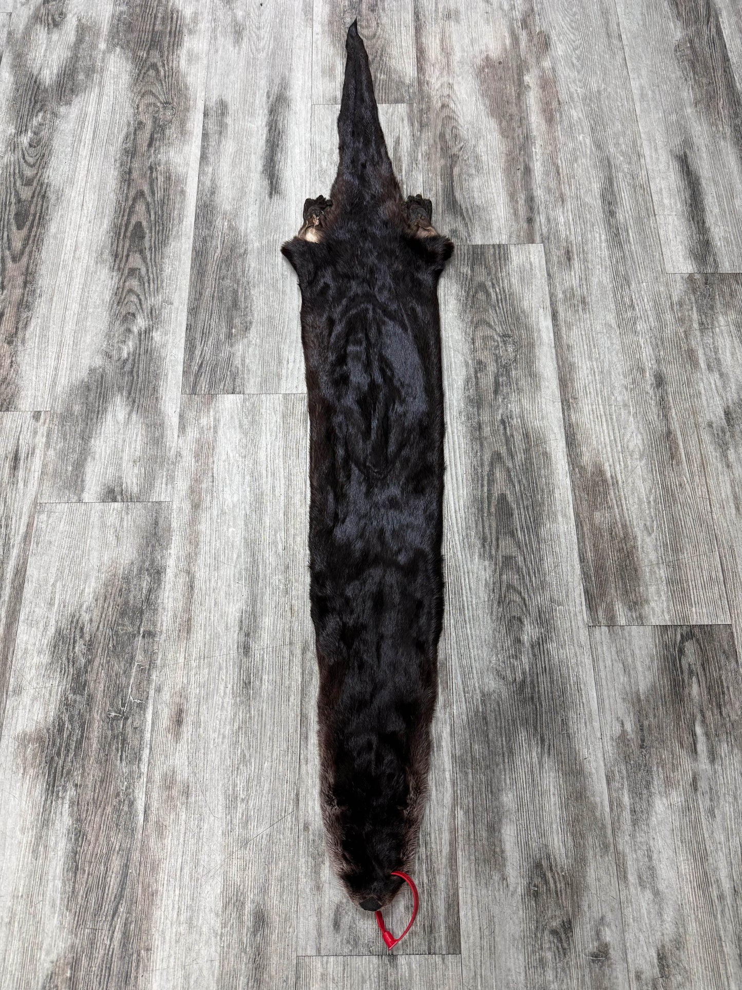 Peau - Loutre #0001527