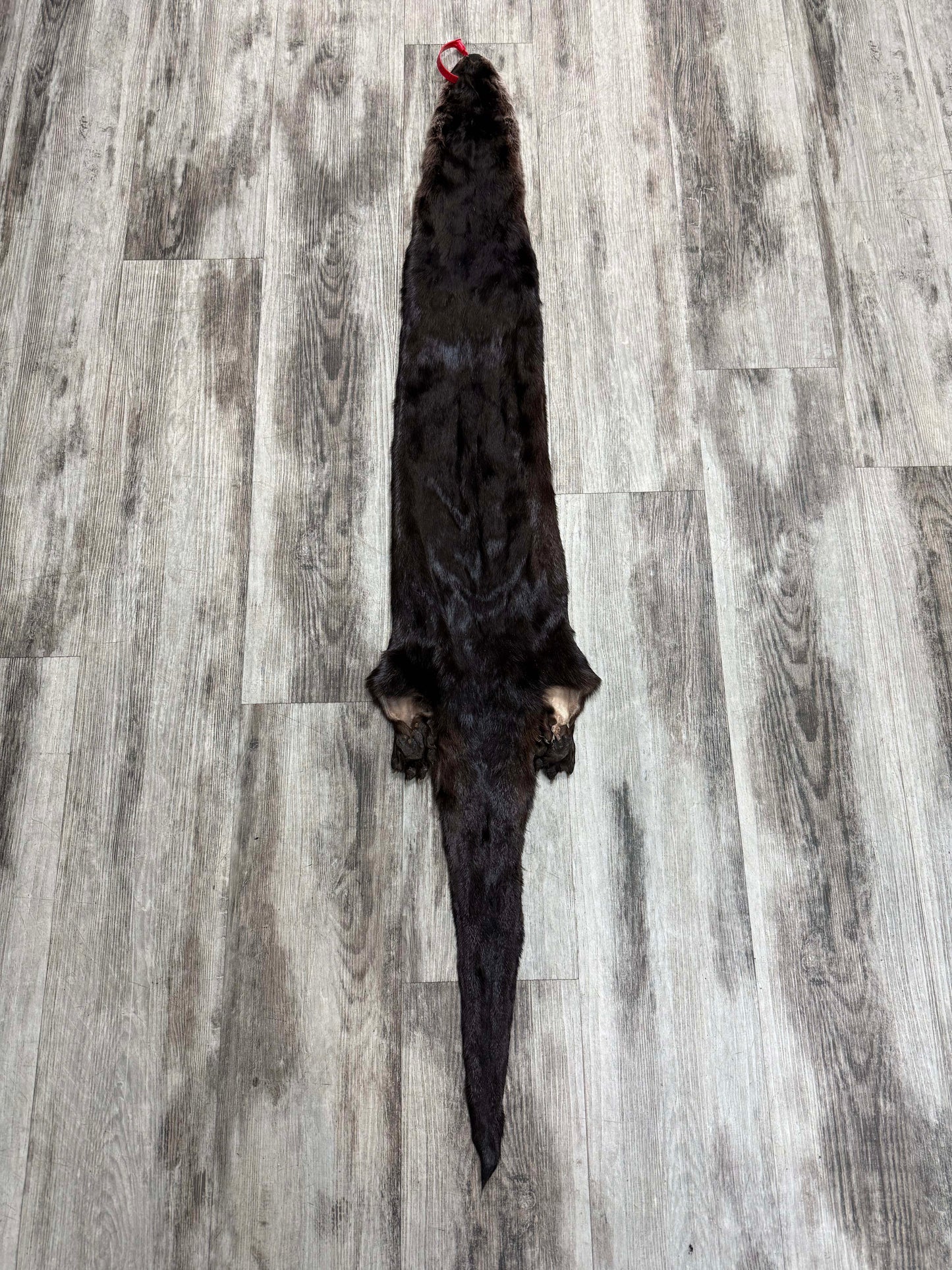 Peau - Loutre #0001527