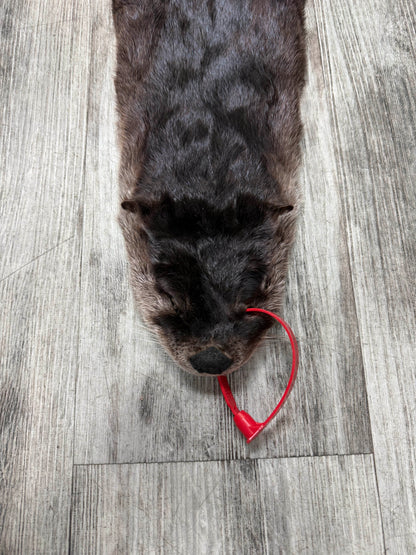 Peau - Loutre #0001527