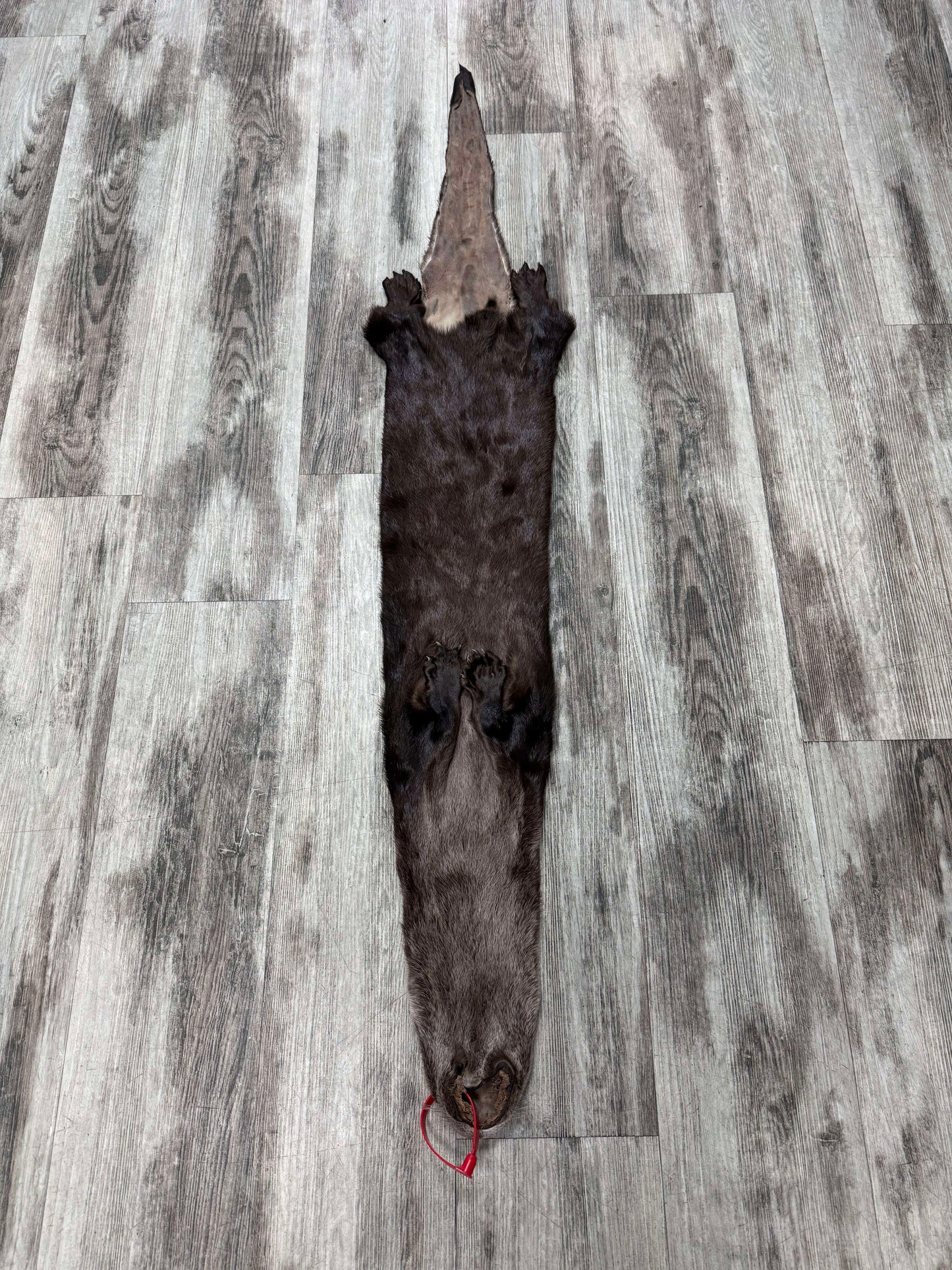 Peau - Loutre #0001527