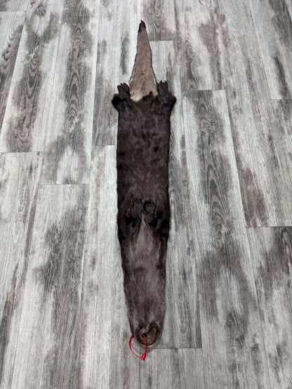 Peau - Loutre #0001527