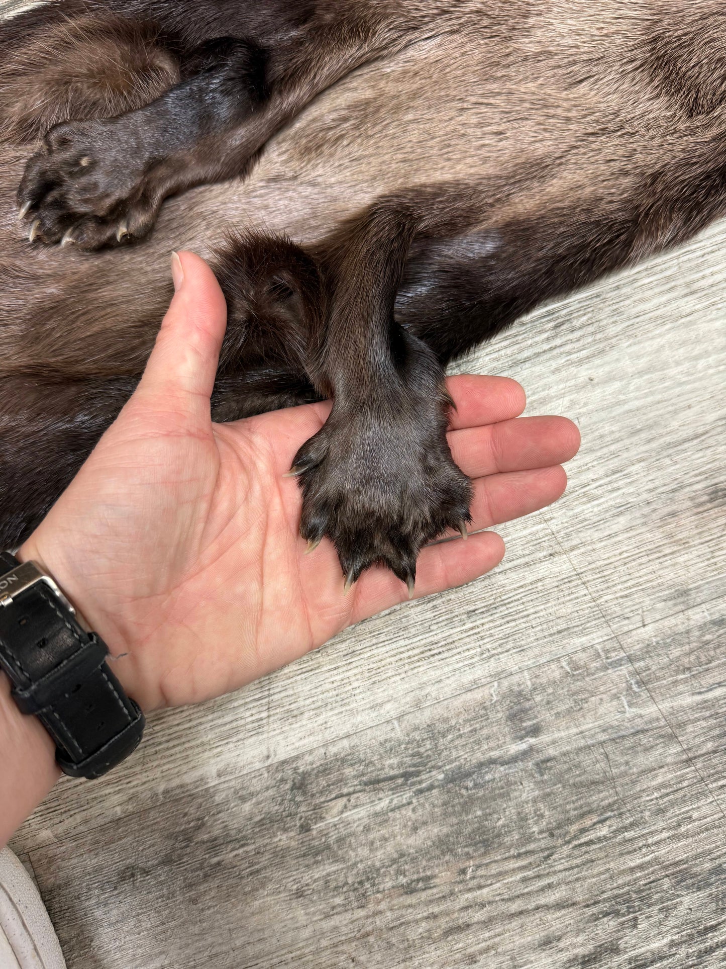 Peau - Loutre #0001527