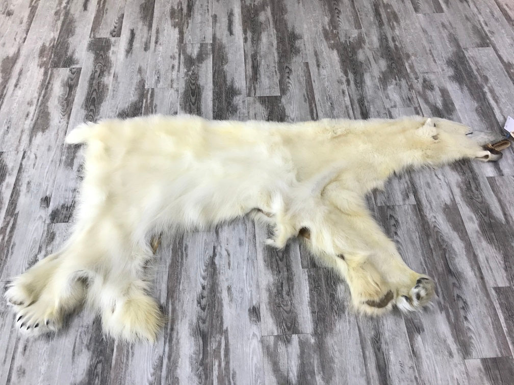 Dressed Skin - Polar Bear #0070 (18/19)