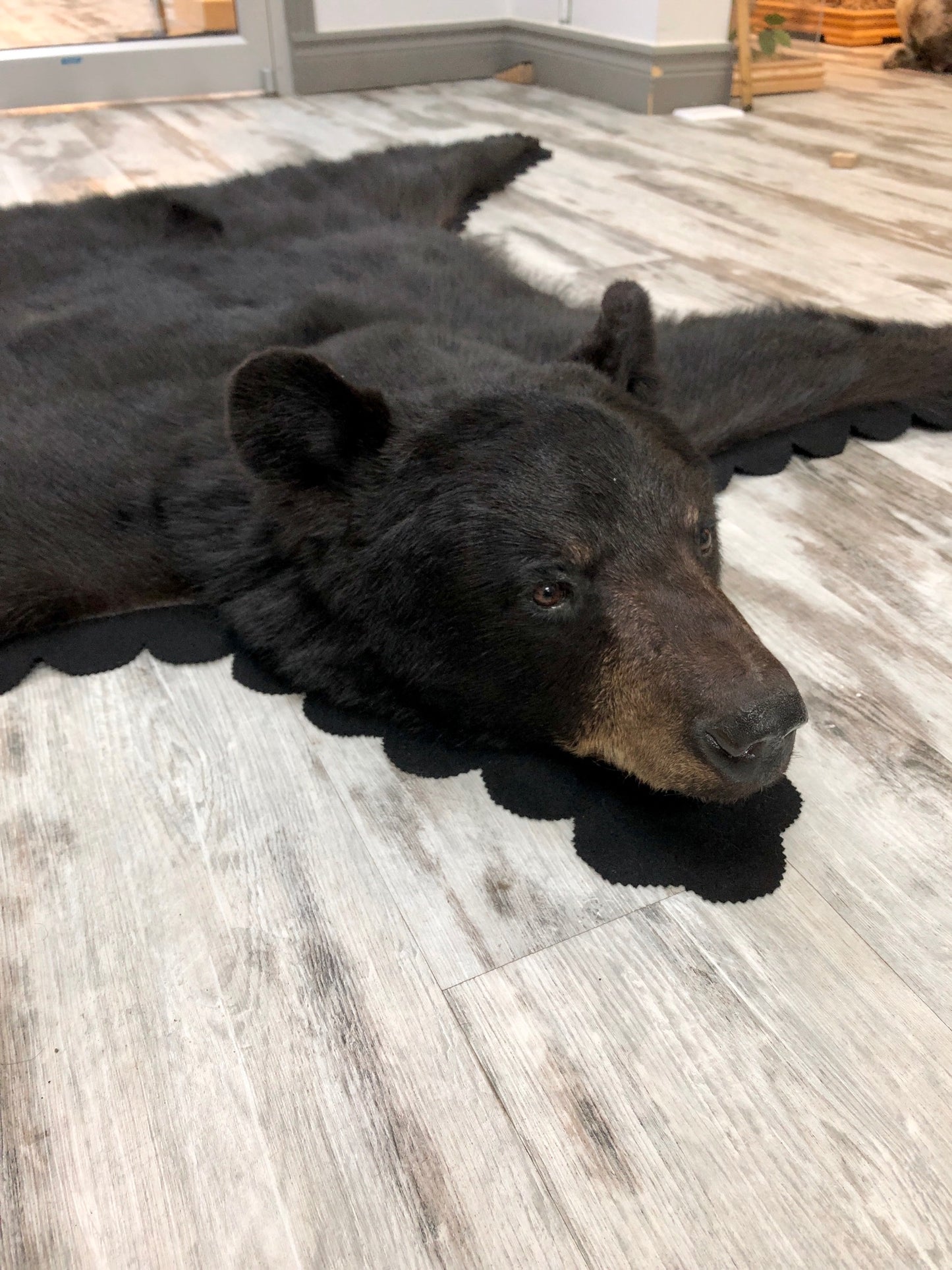 Black Bear rug - #00943