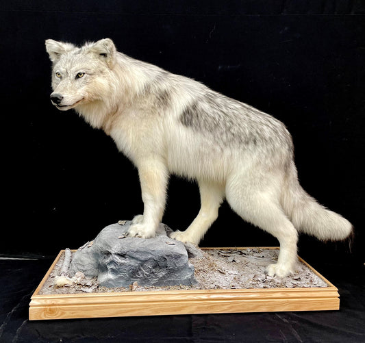 MONTAGE - LOUP #03603