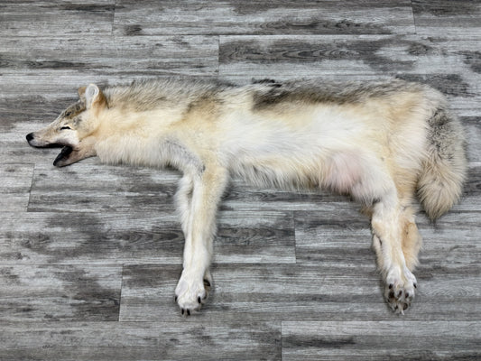 Peau - Loup Arctique #07110-6