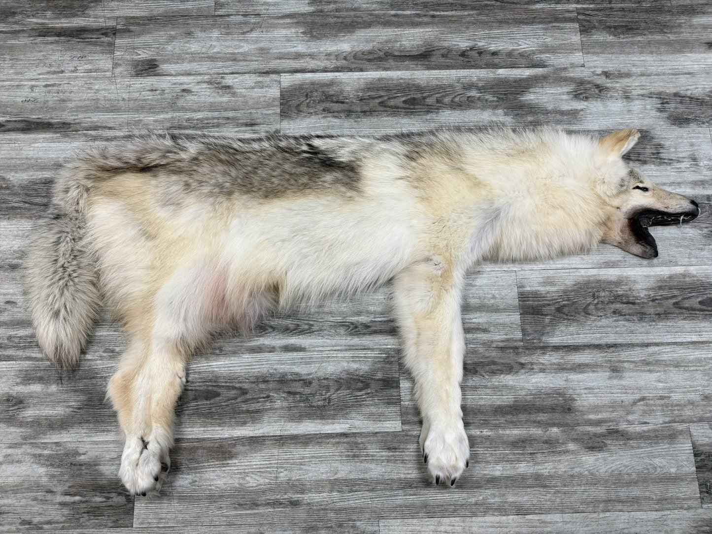 Peau - Loup Arctique #07110-6
