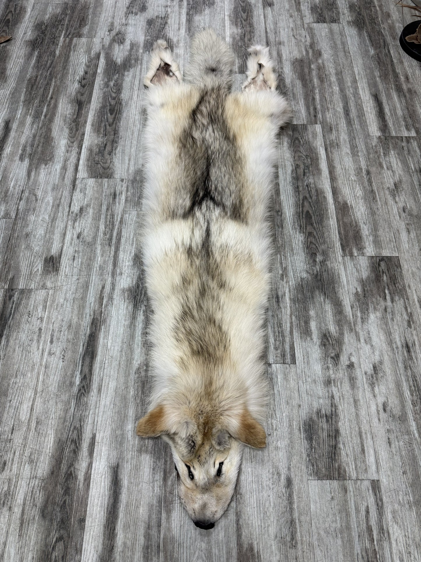 Peau - Loup Arctique #07110-6