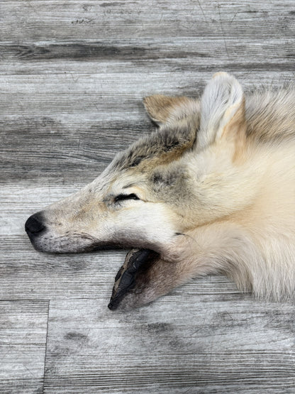 Peau - Loup Arctique #07110-11