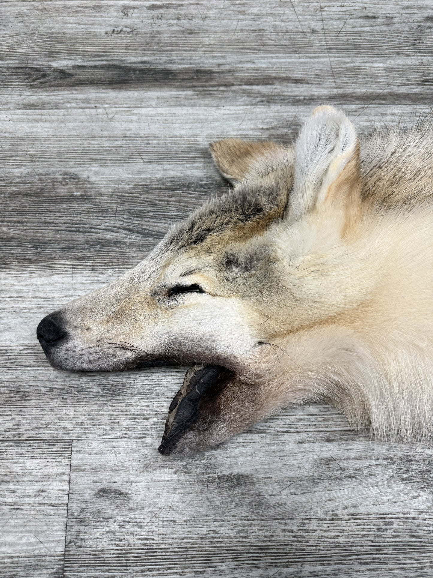Peau - Loup Arctique #07110-6