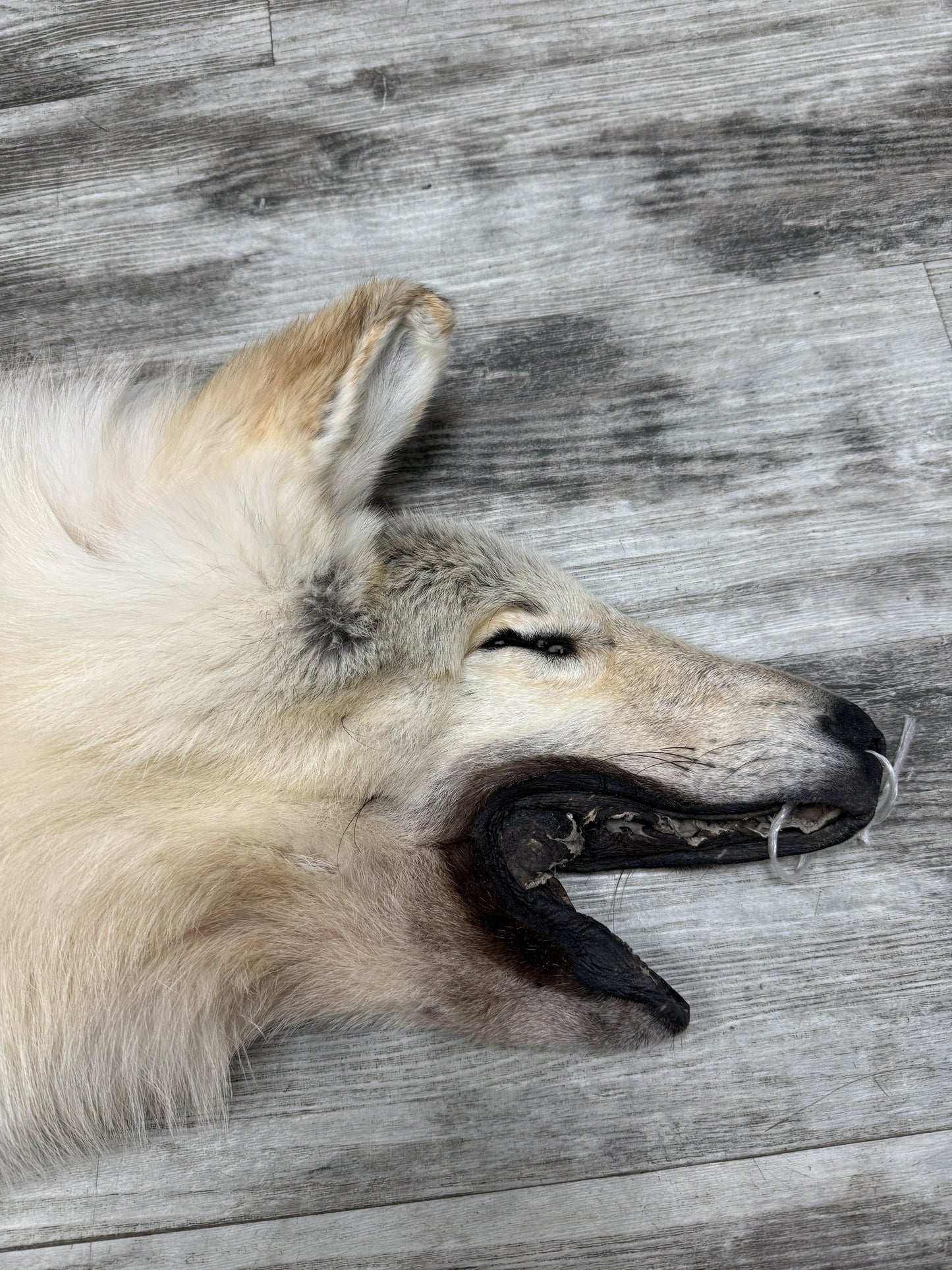 Peau - Loup Arctique #07110-11