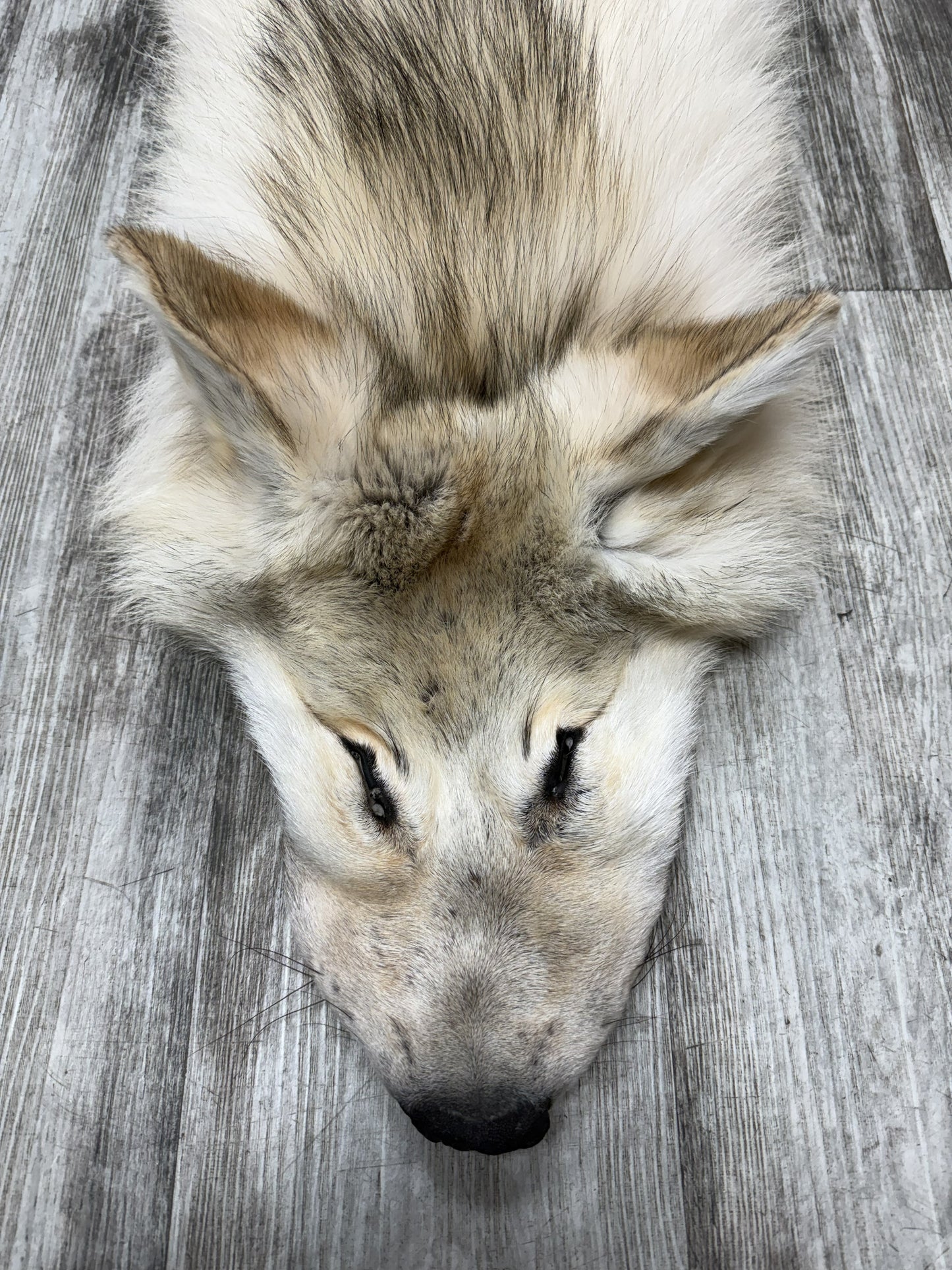Peau - Loup Arctique #07110-11