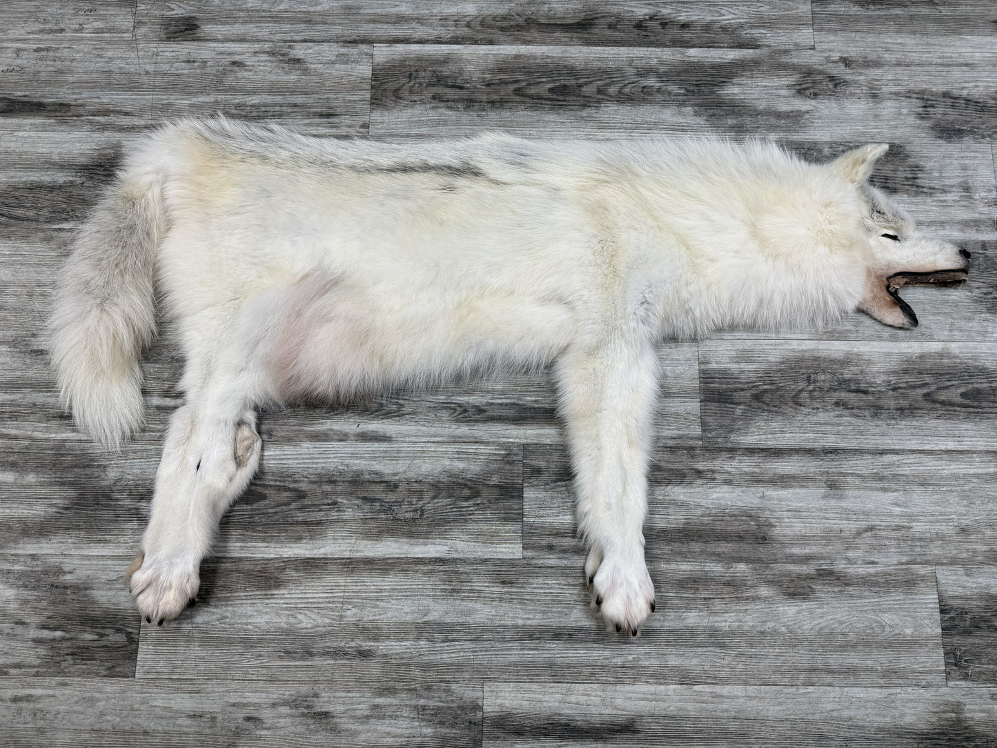 Peau - Loup Arctique #07710-14